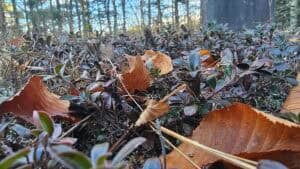 The Outdoor Apothecary seasonal living in October
