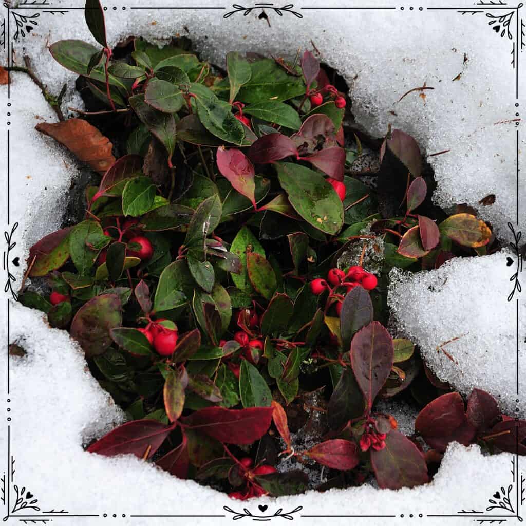 wintergreen folklore