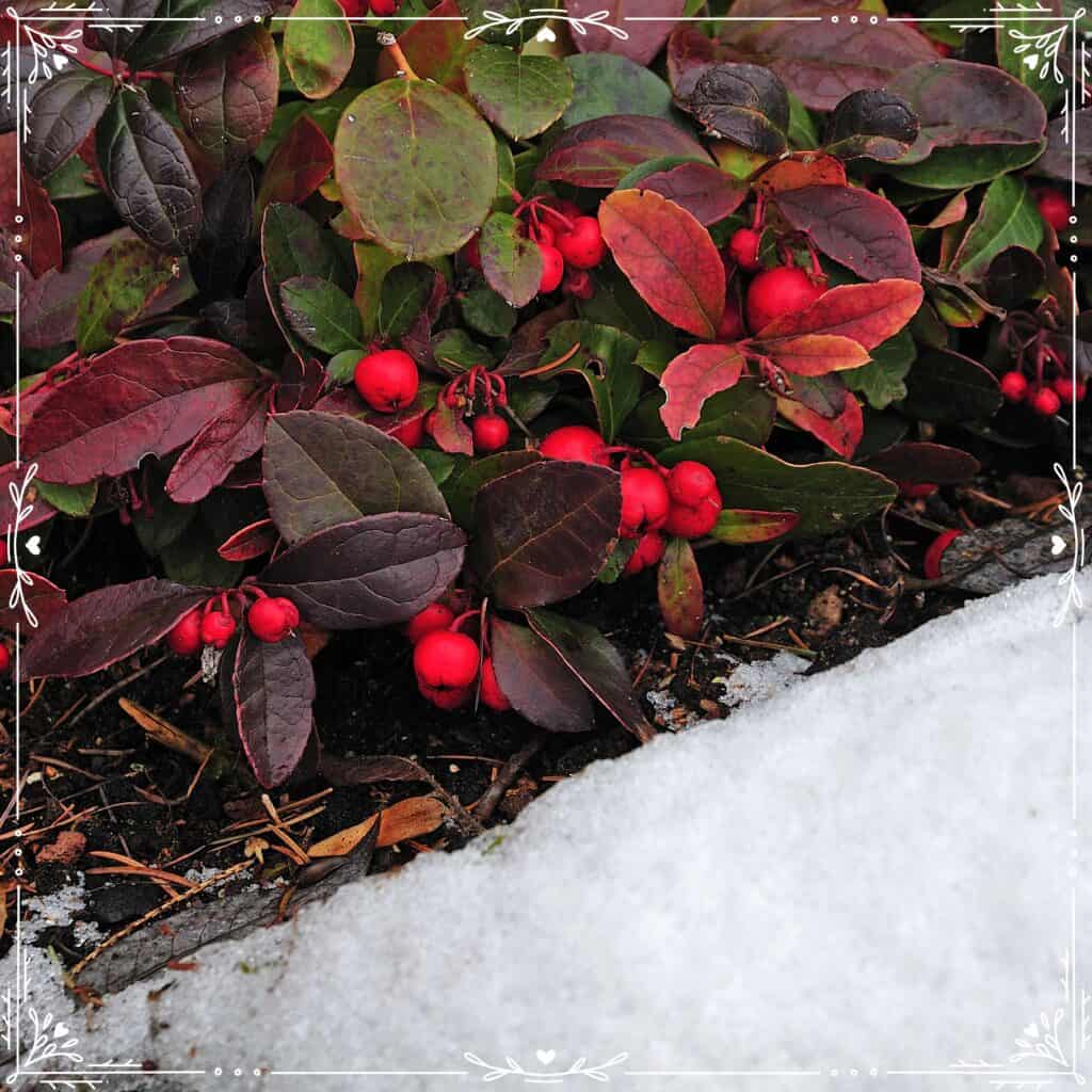 wintergreen folklore