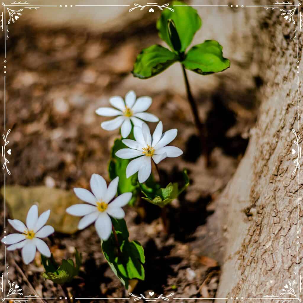The Outdoor Apothecary bloodroot folklore