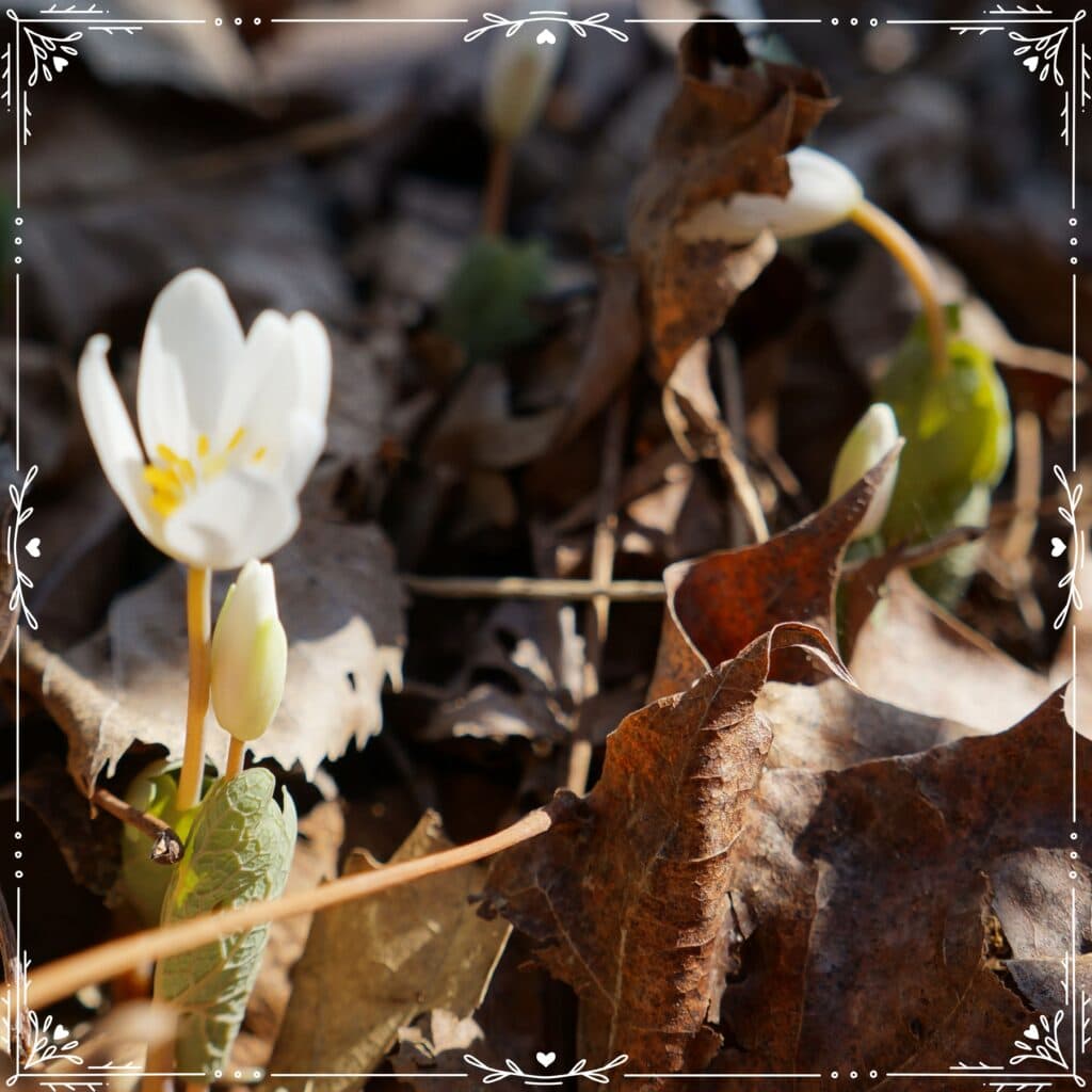 bloodroot folklore