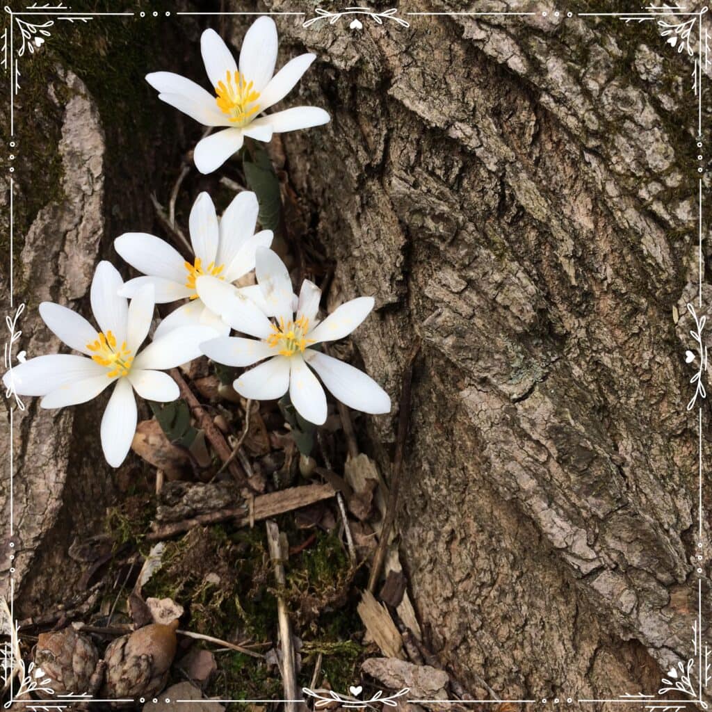 bloodroot folklore