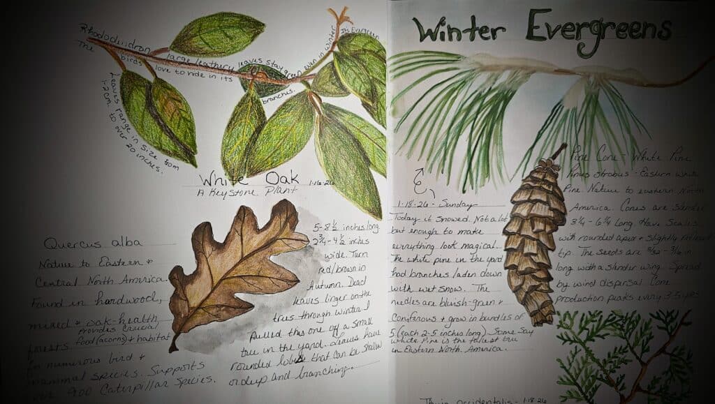 nature journal prompts