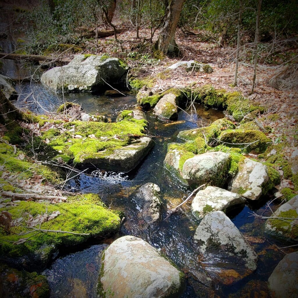 spring nature study