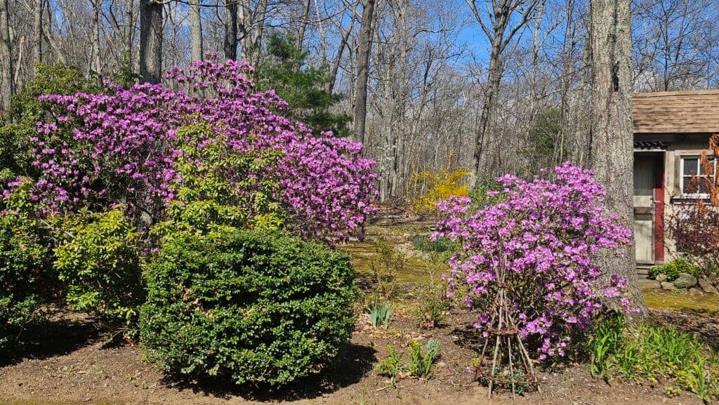 spring nature study