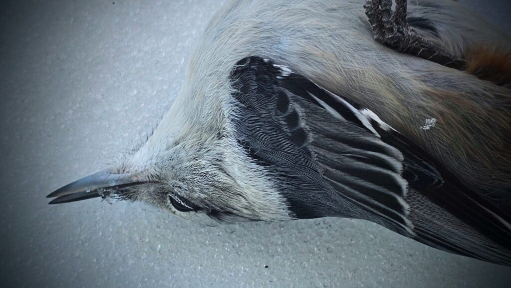 window strike bird rescue