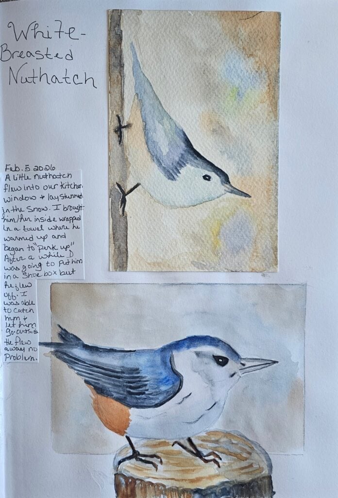 window strike bird rescue