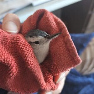 window strike bird rescue