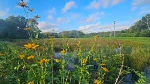 The Outdoor Apothecary summer nature study