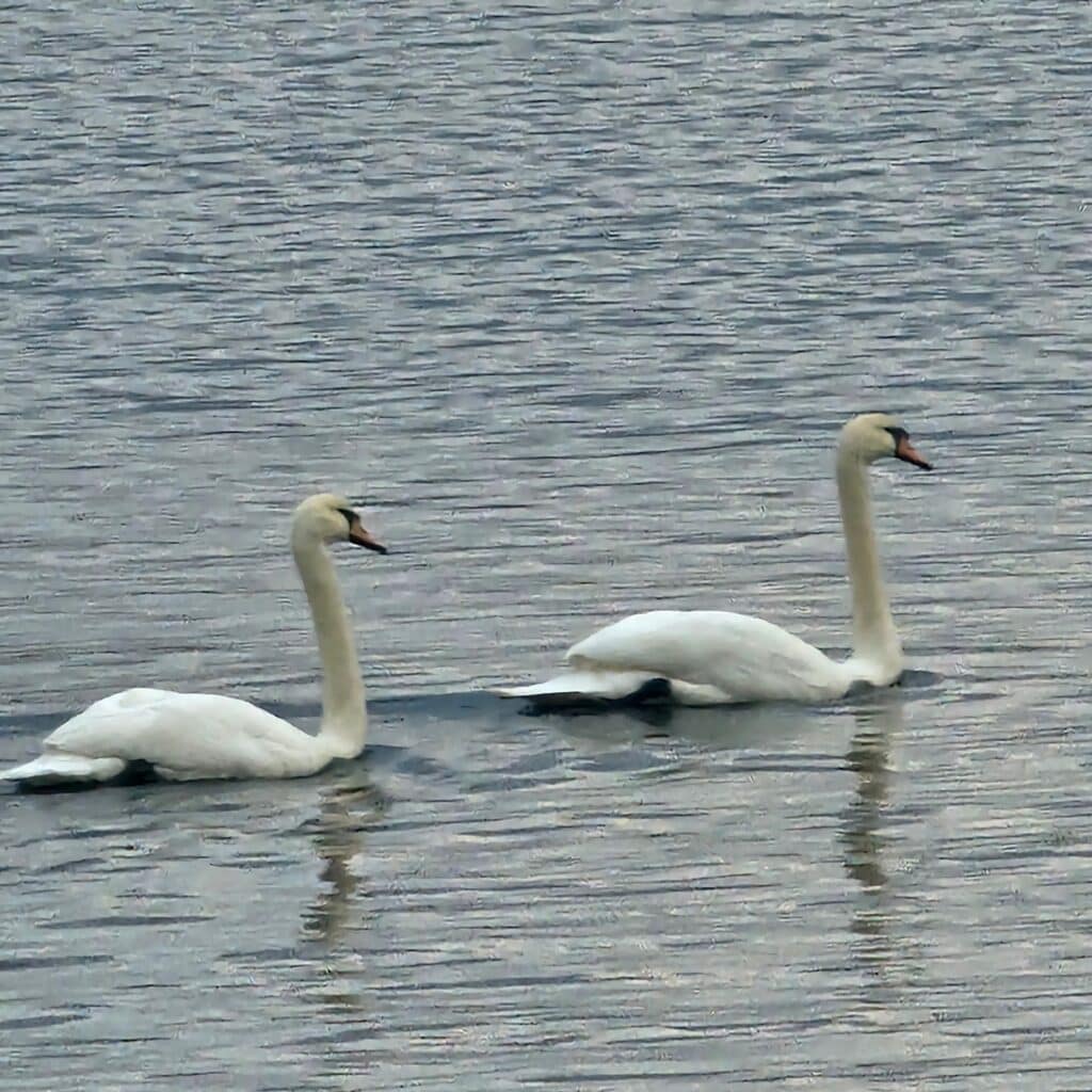 summer nature study - swans