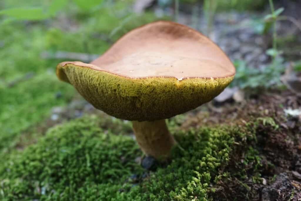 summer nature study - mushroom
