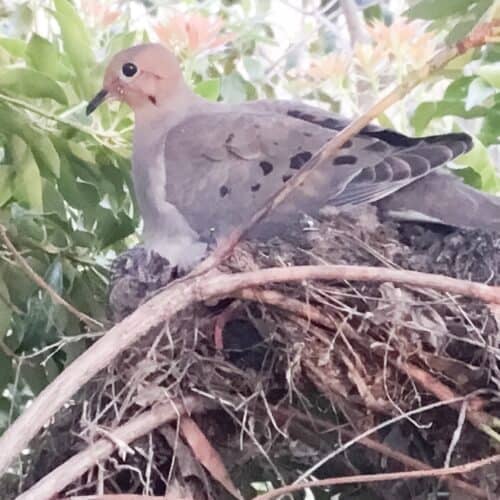 summer nature study - mourning dove