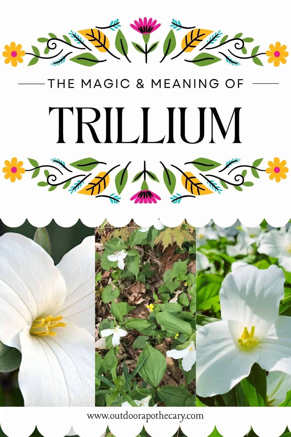 the magic and meaning of trillium