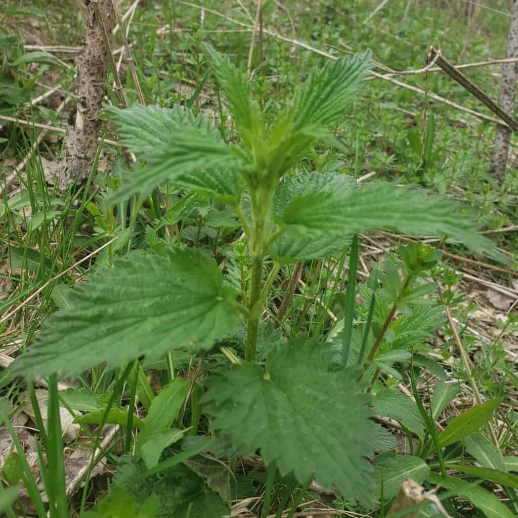 nettle seeds