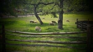 The Outdoor Apothecary country living ideas