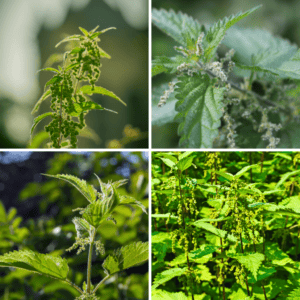 The Outdoor Apothecary nettle seeds