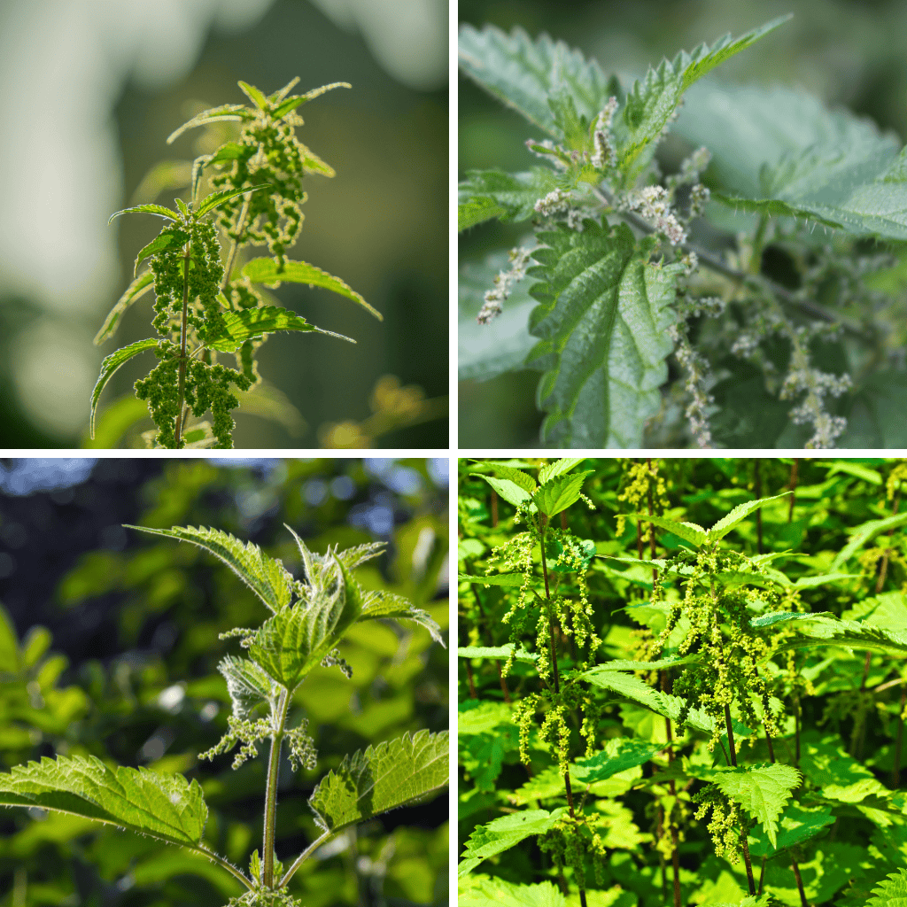 The Outdoor Apothecary nettle seeds