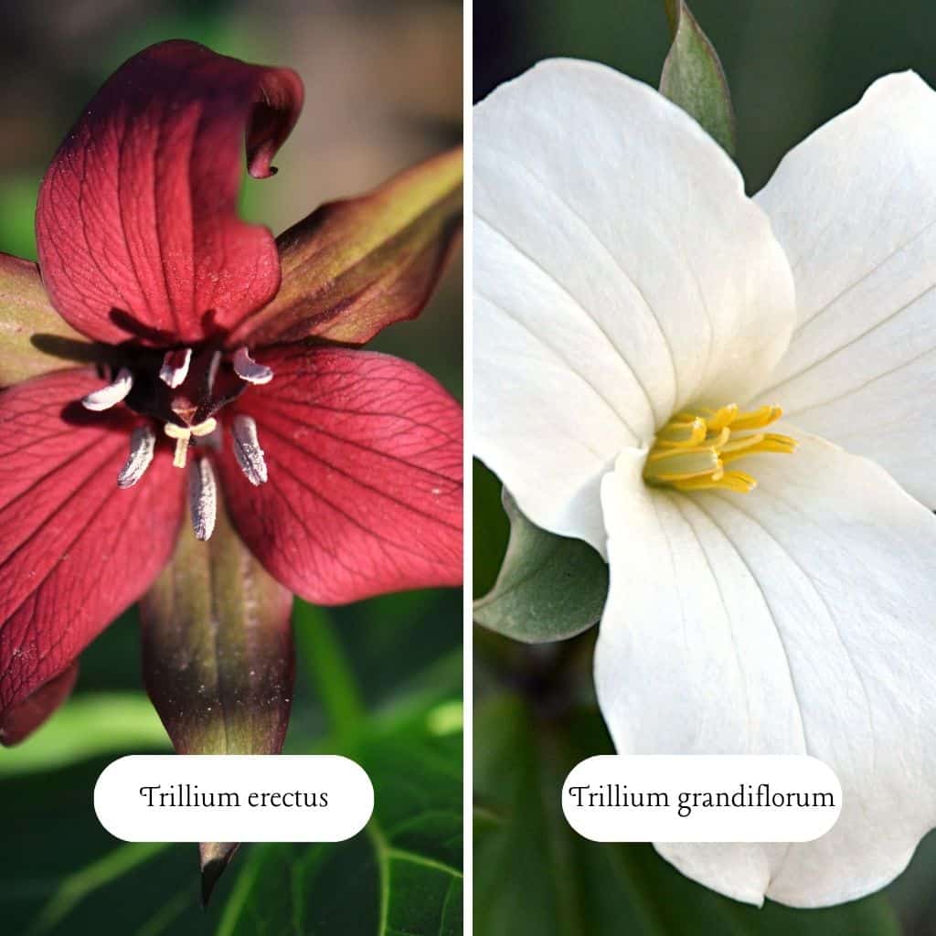 trillium