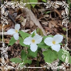 the magic and meaning of trillium