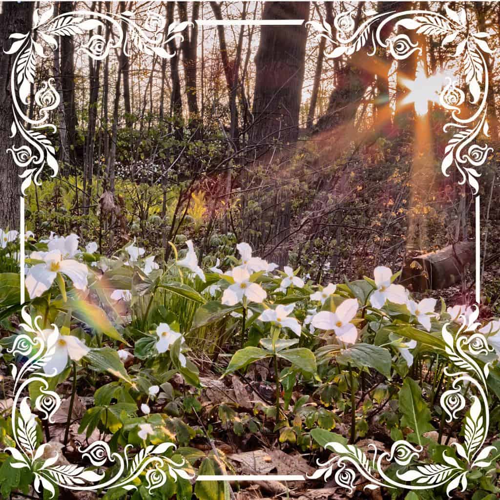 the magic and meaning of trillium