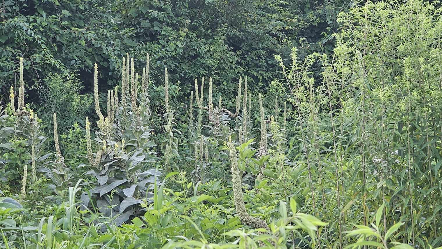 august foraging