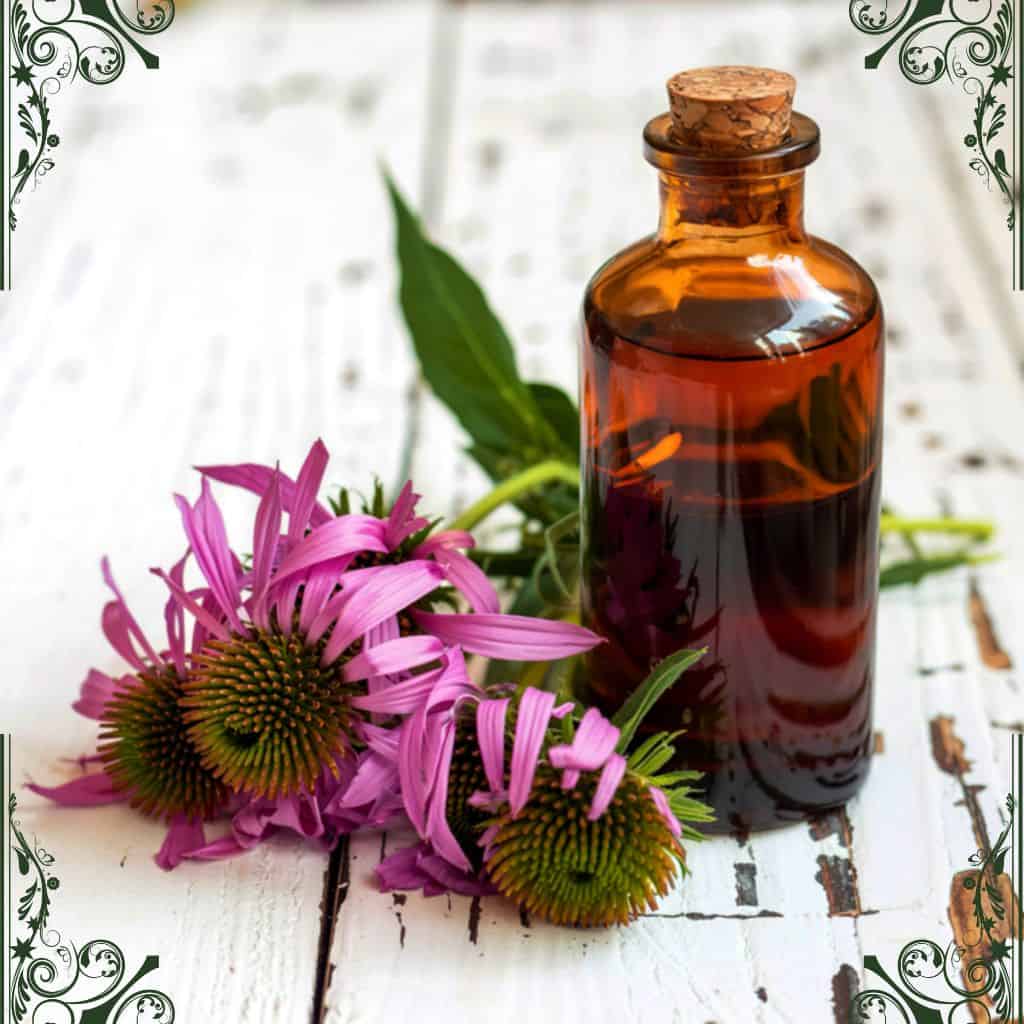 echinacea - herbs for skin