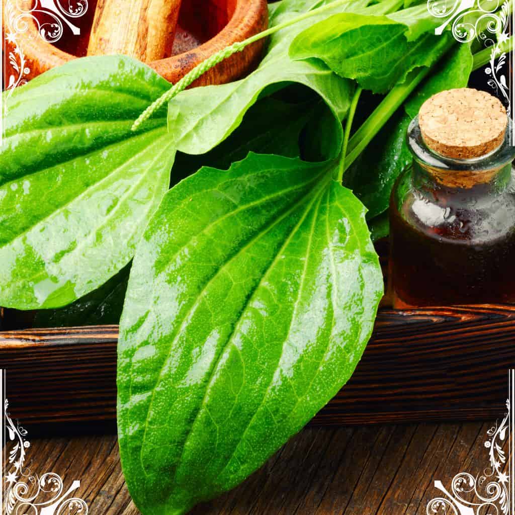 plantain - herbs for skin