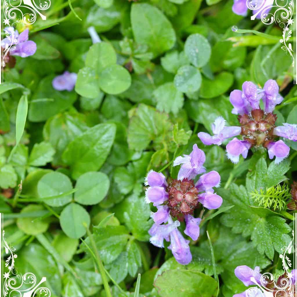 self heal -herbs for skin