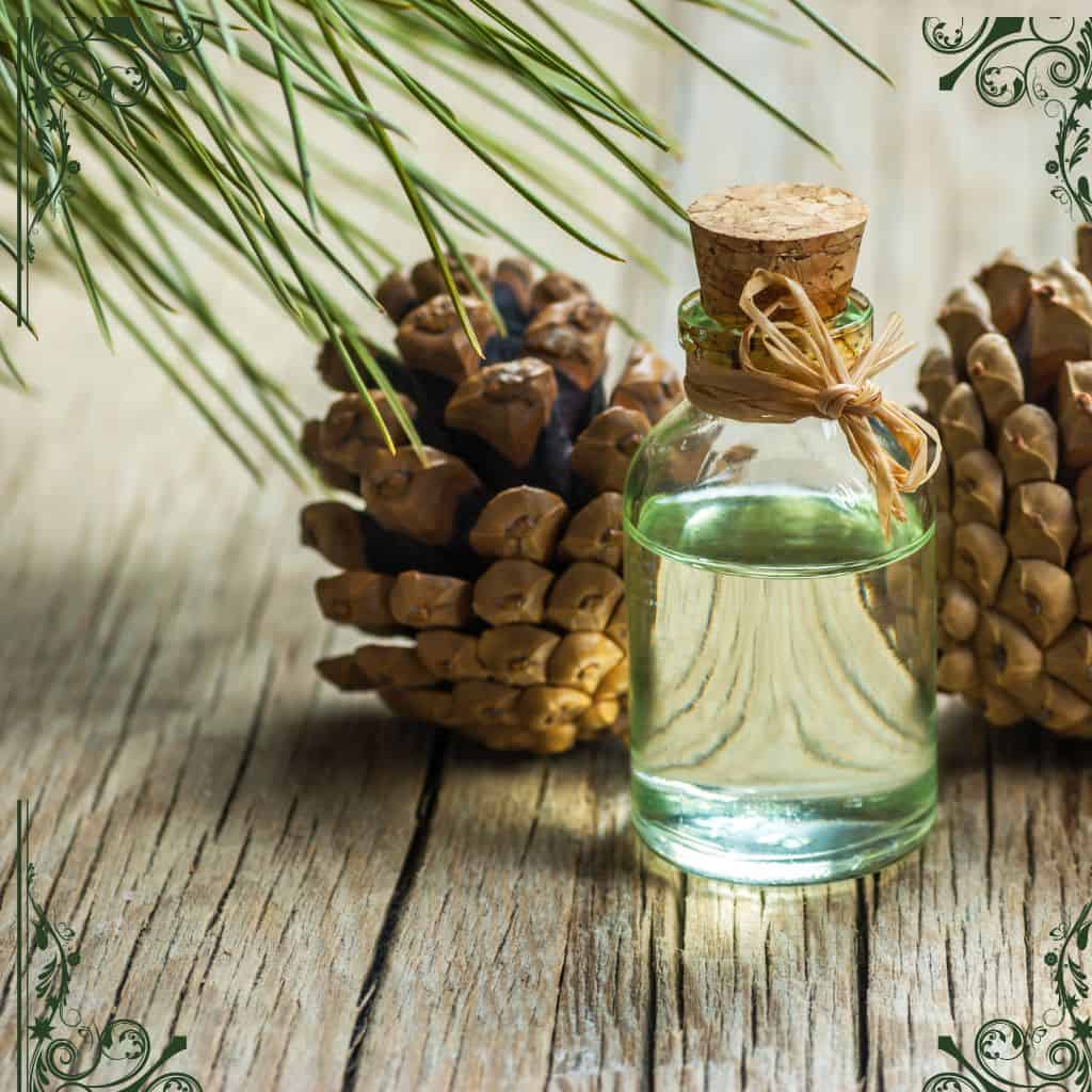 white pine - herbs for skin