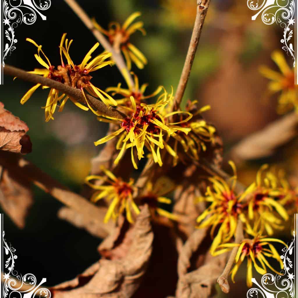 witch hazel - herbs for skin