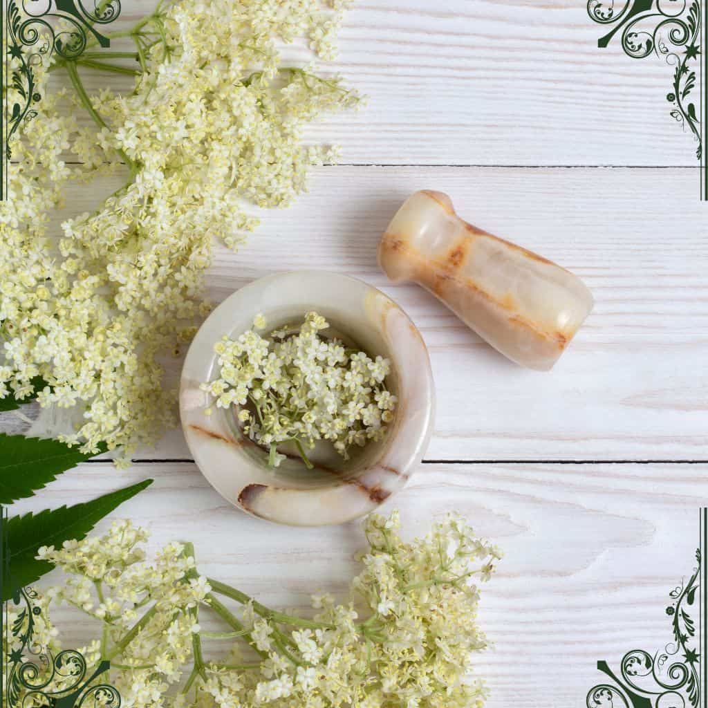 elder flower - herbs for skin