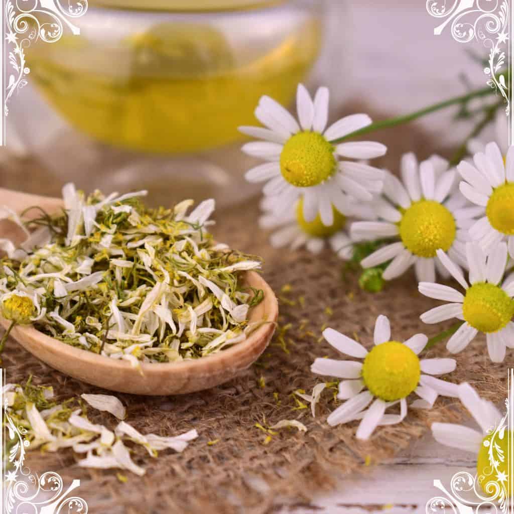 chamomile - herbs for skin