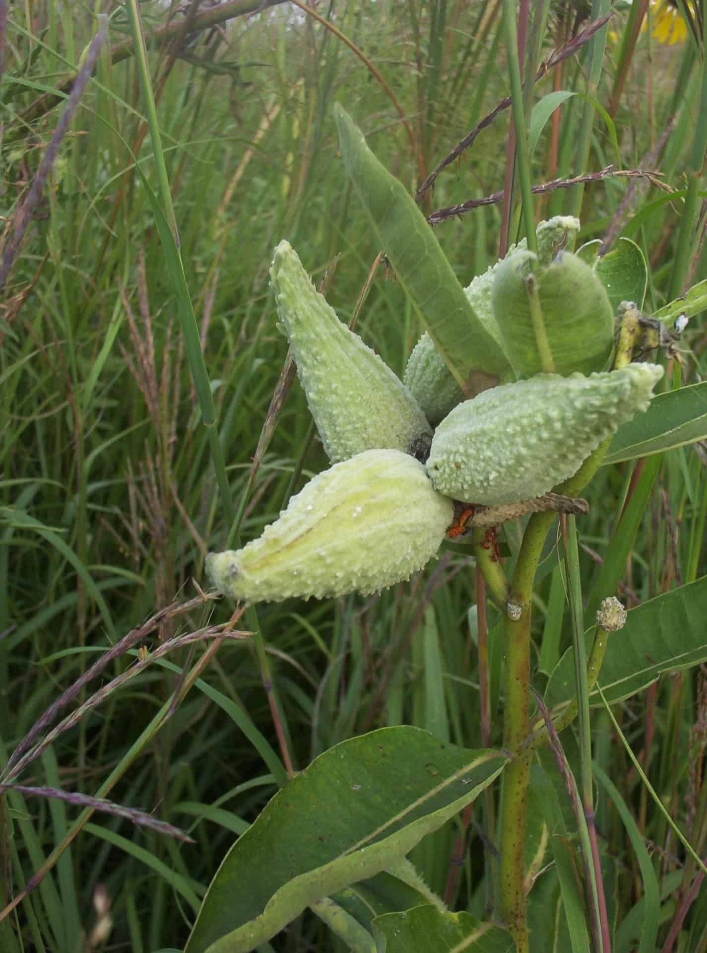 milkweed pods - August foraging