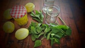 The Outdoor Apothecary how to make extracts