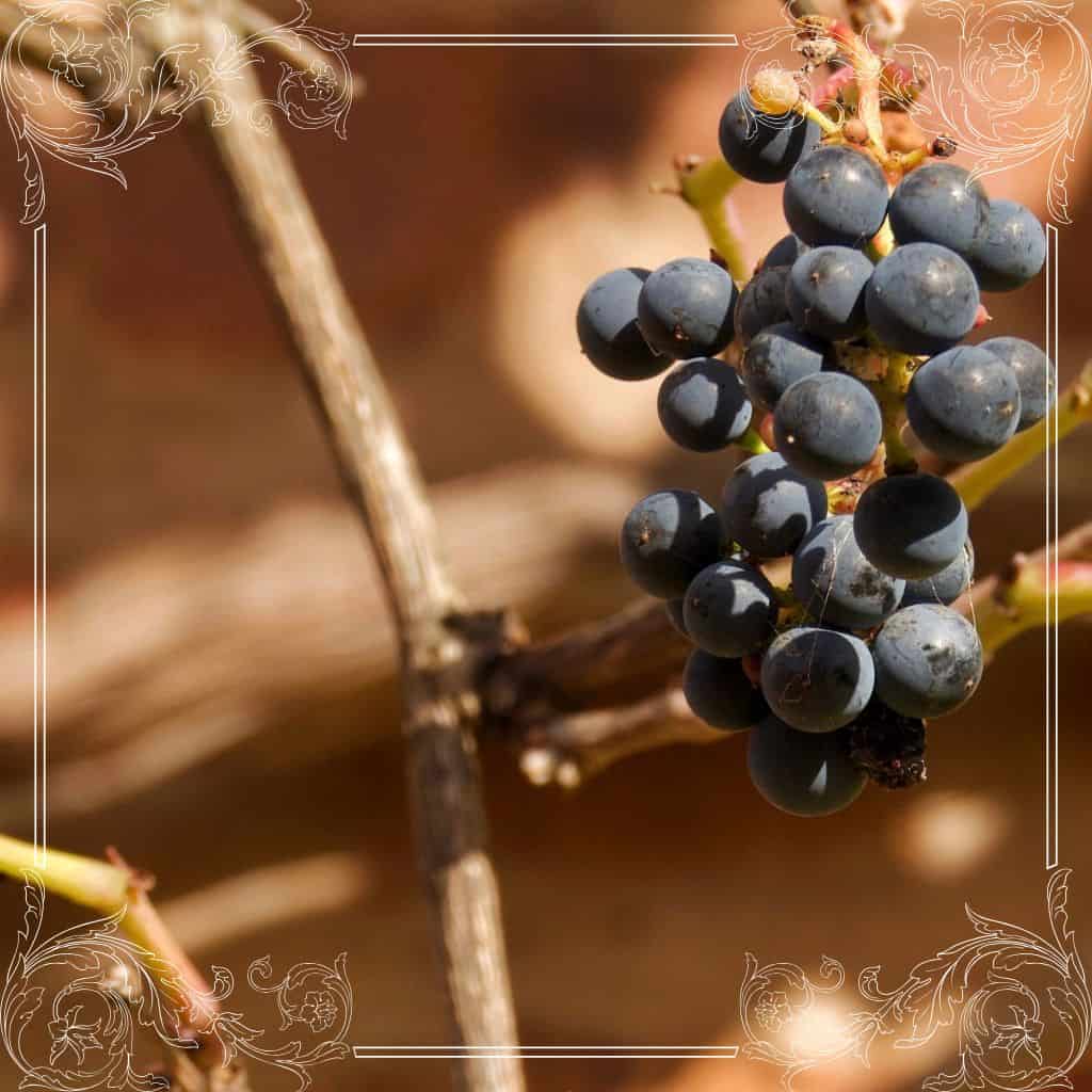 wild grapes