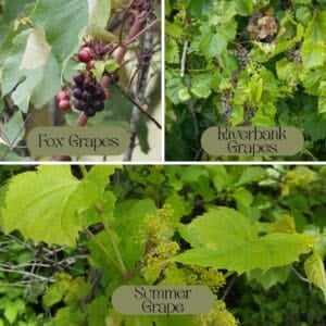 The Outdoor Apothecary wild grapes