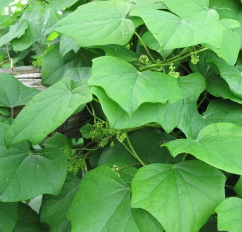 wild grapes