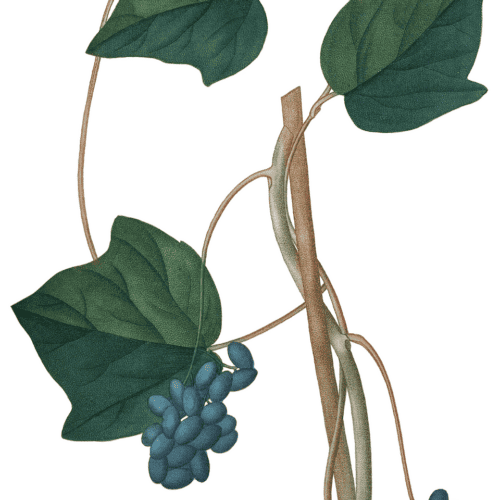 moonseed