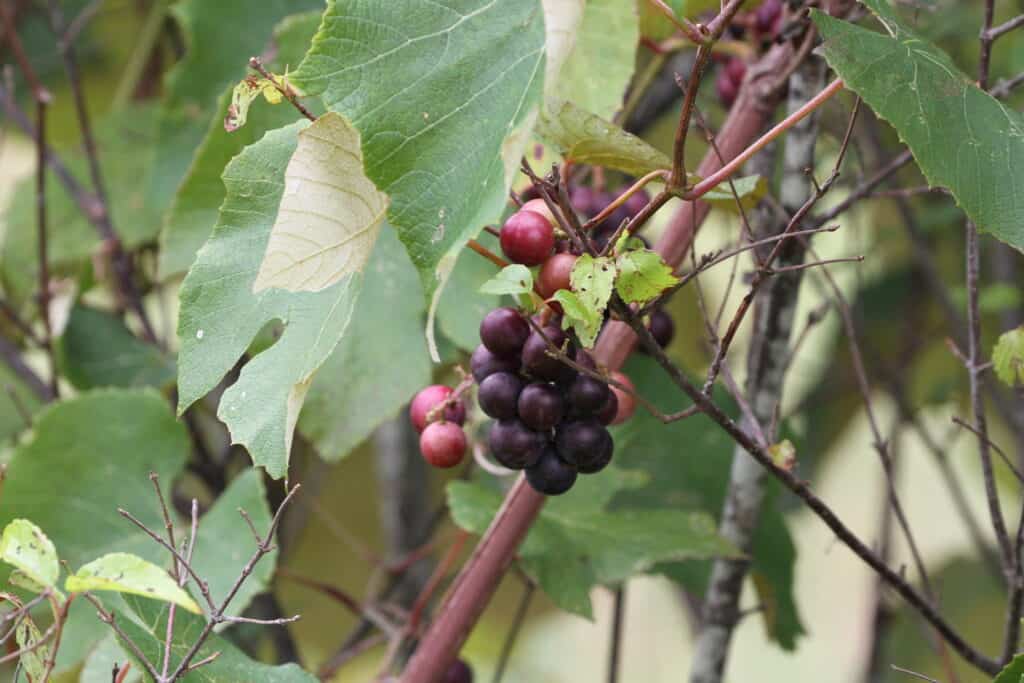 wild grapes
