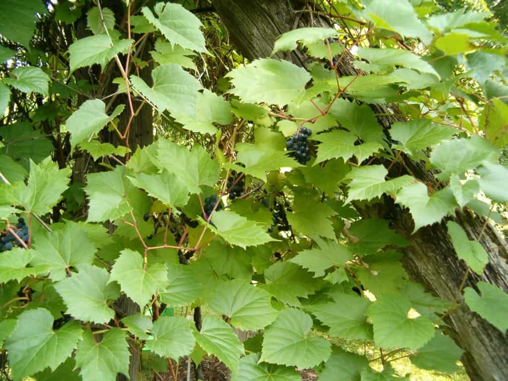 wild grapes