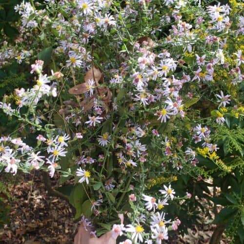 new england aster