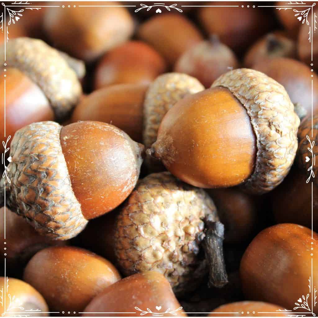 what to forage in september - how to process acorns