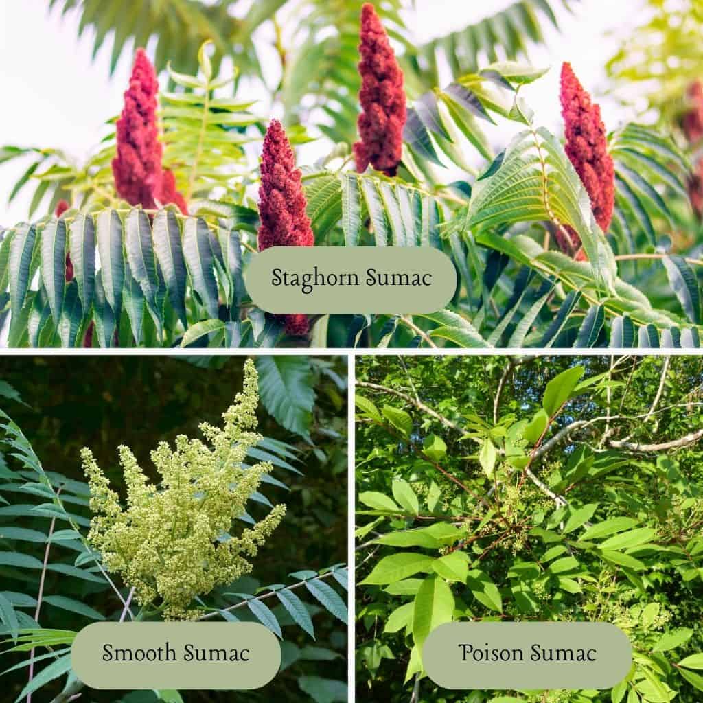 sumac spice blend