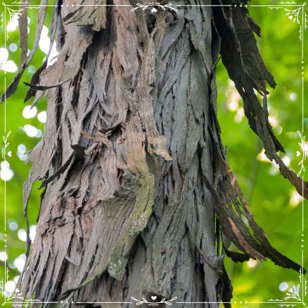 shagbark hickory - what to forage in september
