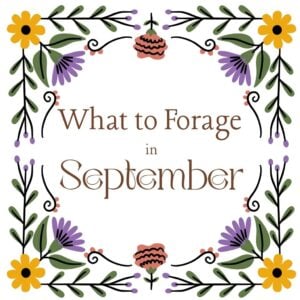 The Outdoor Apothecary what to forage in september