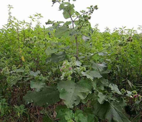 foraging burdock
